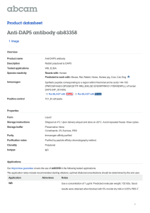 Anti-DAP5 antibody ab83358 Product datasheet 1 Image