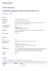Anti-EDG1 (phospho T236) antibody ab111571 Product datasheet 1 Abreviews 1 Image