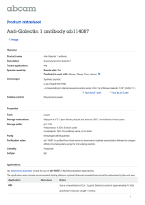 Anti-Galectin 1 antibody ab114087 Product datasheet 1 Image