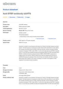 Anti-RYBP antibody ab5976 Product datasheet 3 Abreviews 3 Images