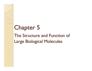 Chapter 5 The Structure and Function of Large Biological Molecules