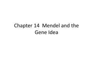 Chapter 14  Mendel and the Gene Idea
