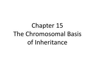 Chapter 15 The Chromosomal Basis of Inheritance