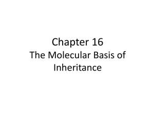 Chapter 16 The Molecular Basis of Inheritance