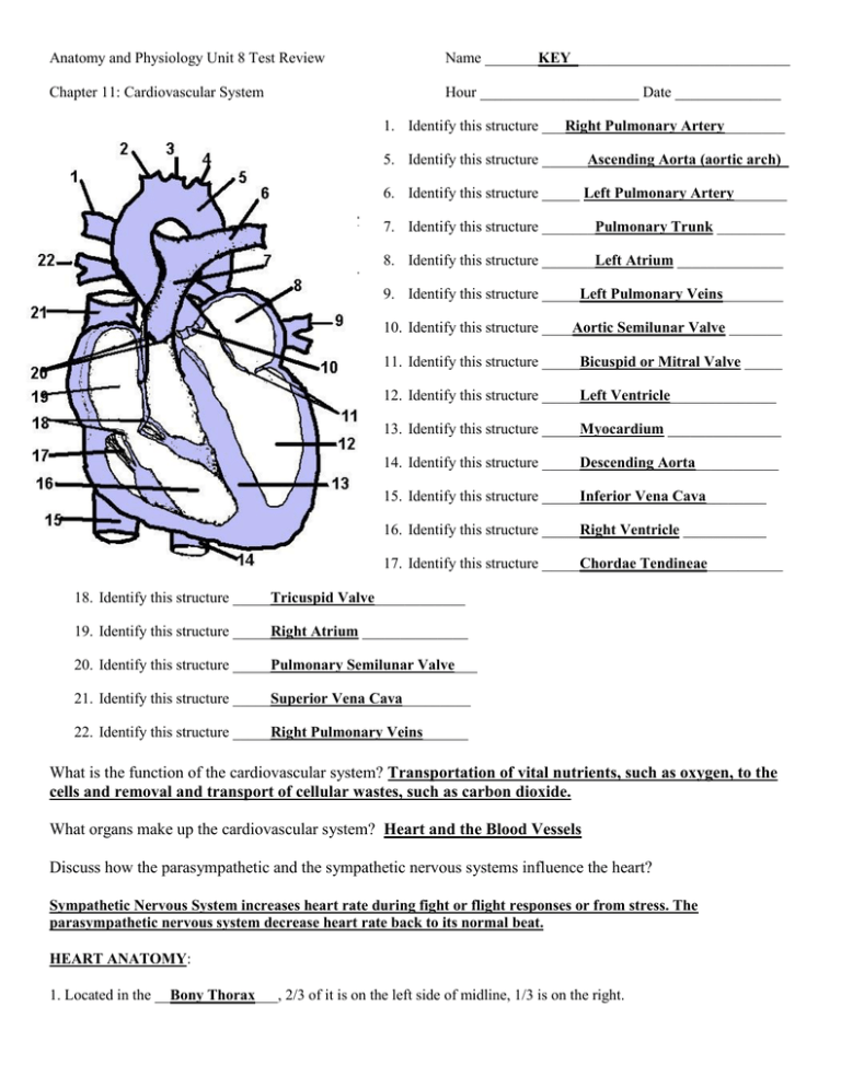 40 The Cardiovascular System Worksheet Worksheet Database