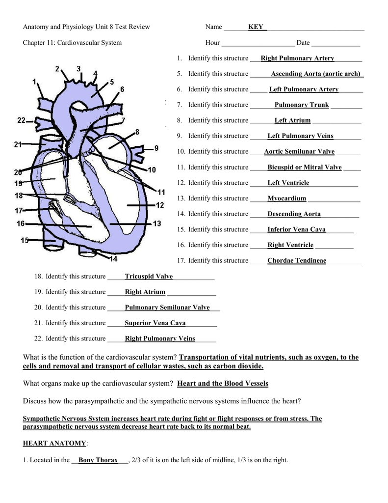 Anatomy and Physiology Unit 21 Test Review KEY_ Chapter 21 With The Cardiovascular System Worksheet