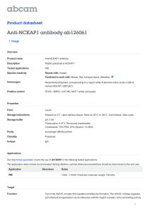 Anti-NCKAP1 antibody ab126061 Product datasheet 1 Image