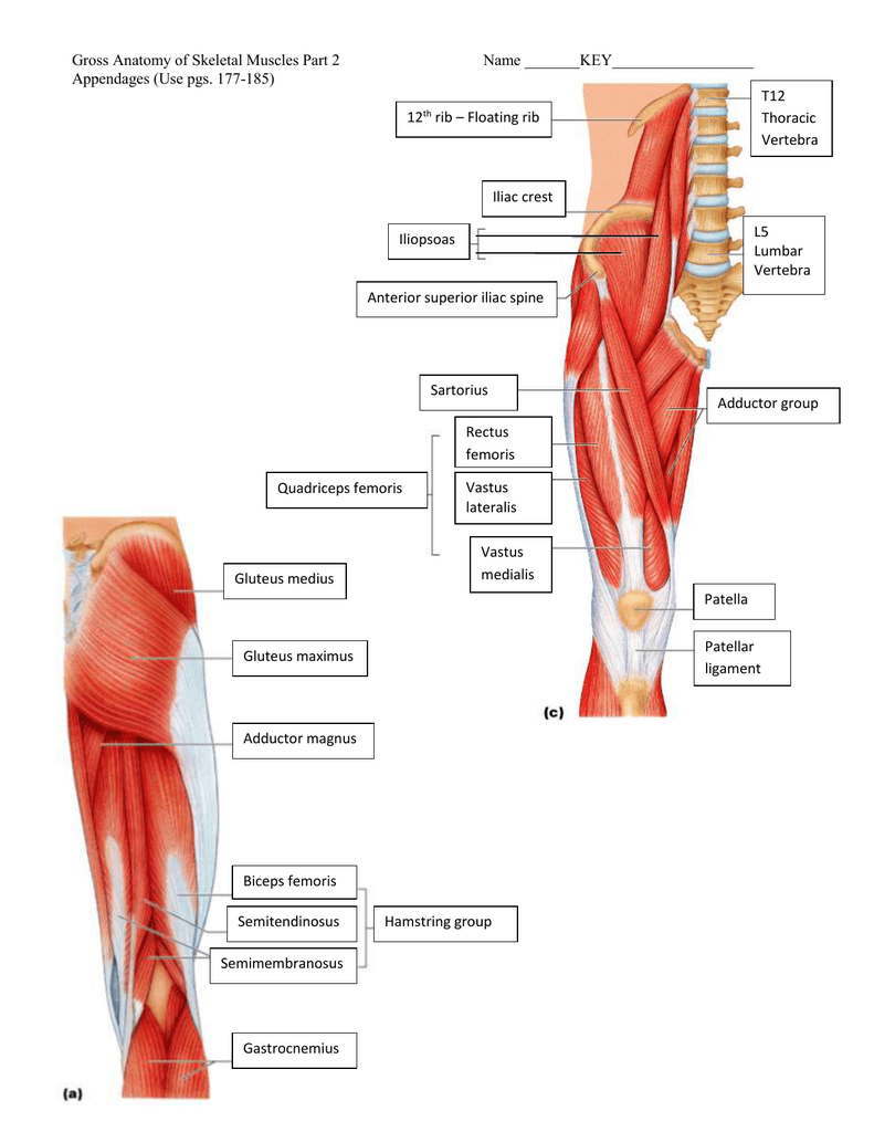 Gross Anatomy Of Skeletal Muscles Part 2 Name Key