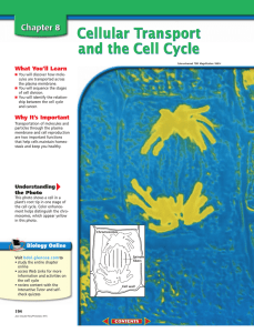 Cellular Transport and the Cell Cycle What You’ll Learn