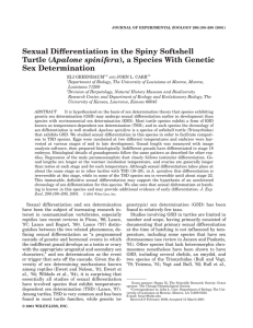 Sexual Differentiation in the Spiny Softshell Apalone spinifera Sex Determination JEZ 917