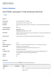 Anti-FGFR1 (phospho Y154) antibody ab52165 Product datasheet 1 Image Overview
