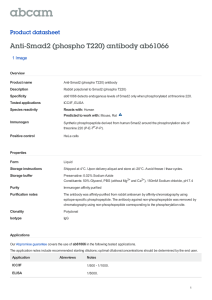 Anti-Smad2 (phospho T220) antibody ab61066 Product datasheet 1 Image Overview
