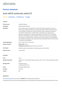 Anti-eNOS antibody ab66127 Product datasheet 6 Abreviews 4 Images