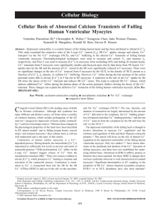 Cellular Basis of Abnormal Calcium Transients of Failing Human Ventricular Myocytes