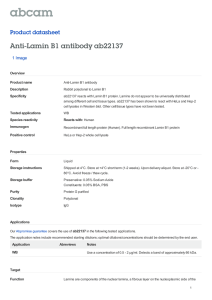 Anti-Lamin B1 antibody ab22137 Product datasheet 1 Image Overview
