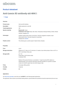 Anti-Lamin B2 antibody ab140411 Product datasheet 1 Image