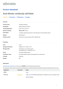 Anti-Nestin antibody ab93666 Product datasheet 1 Abreviews 2 Images