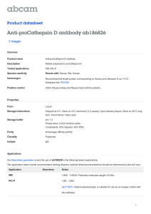 Anti-proCathepsin D antibody ab186826 Product datasheet 3 Images Overview