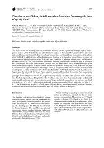 Phosphorus use efficiency in tall, semi-dwarf and dwarf near-isogenic lines