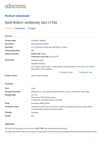 Anti-Robo1 antibody ab111726 Product datasheet 2 Abreviews 2 Images