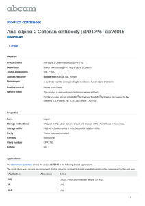 Anti-alpha 2 Catenin antibody [EPR1795] ab76015 Product datasheet 1 Image Overview