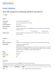 Anti-VE Cadherin antibody [3D5C7] ab166715 Product datasheet 3 Images Overview