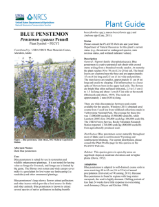 Plant Guide BLUE PENSTEMON Penstemon cyaneus