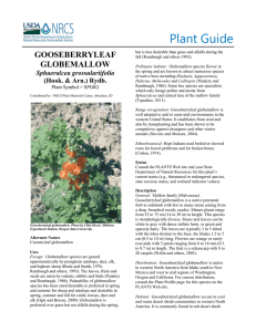 Plant Guide GOOSEBERRYLEAF GLOBEMALLOW