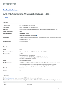 Anti-TrkA (phospho Y757) antibody ab111581 Product datasheet 1 Image Overview
