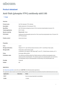 Anti-TrkA (phospho Y791) antibody ab51185 Product datasheet 1 Image Overview