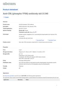 Anti-CBL (phospho Y700) antibody ab131345 Product datasheet 3 Images