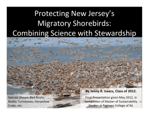 Protecting New Jersey’s Migratory Shorebirds: Combining Science with Stewardship