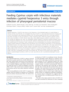 Cyprinus carpio with infectious materials Feeding mediates cyprinid herpesvirus 3 entry through