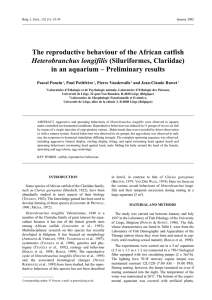 The reproductive behaviour of the African catfish Heterobranchus longifilis Pascal Poncin