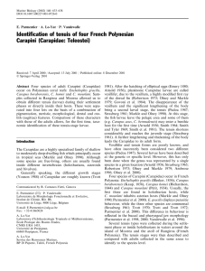 Identification of tenuis of four French Polynesian Carapini (Carapidae: Teleostei)
