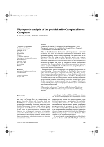 Phylogenetic analysis of the pearlfish tribe Carapini (Pisces: Carapidae)