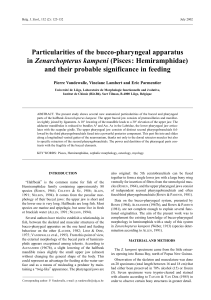 Particularities of the bucco-pharyngeal apparatus Zenarchopterus kampeni