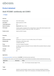 Anti-VCAM1 antibody ab123801 Product datasheet 2 Images Overview
