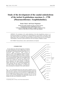Study of the development of the caudal endoskeleton Scophthalmus maximus