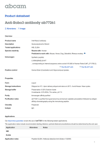 Anti-Robo3 antibody ab77261 Product datasheet 2 Abreviews 1 Image