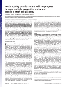 Notch activity permits retinal cells to progress