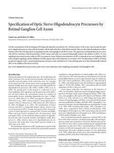 Specification of Optic Nerve Oligodendrocyte Precursors by Retinal Ganglion Cell Axons Cellular/Molecular