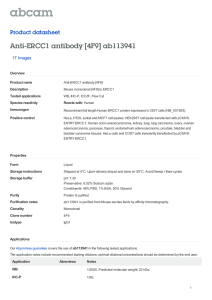 Anti-ERCC1 antibody [4F9] ab113941 Product datasheet 17 Images Overview