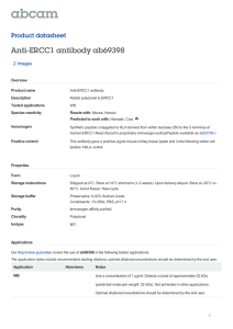 Anti-ERCC1 antibody ab69398 Product datasheet 2 Images