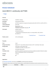 Anti-ERCC1 antibody ab77405 Product datasheet 1 Image Overview