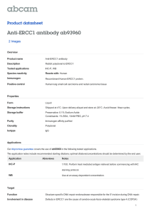 Anti-ERCC1 antibody ab93960 Product datasheet 2 Images