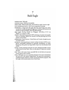 7 Bald Eagle Haliaeetus leucocephalus Least Concern  (population  increasing)