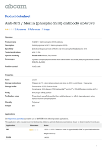 Anti-NF2 / Merlin (phospho S518) antibody ab47378 Product datasheet 3 Abreviews 1 Image