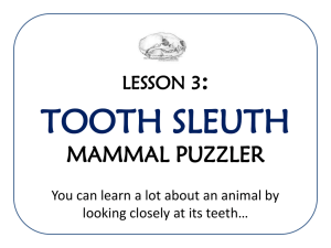 TOOTH SLEUTH : MAMMAL PUZZLER LESSON 3