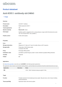 Anti-SOX11 antibody ab124063 Product datasheet 1 Image Overview